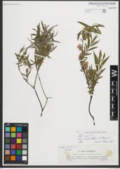 Foto von Salix repens subsp. rosmarinifolia (L.) Andersson
